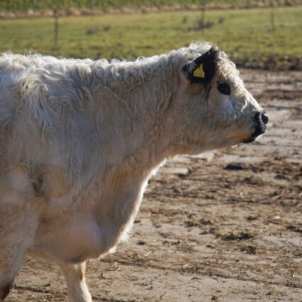 Galloway-Nachwuchs auf dem Landhof