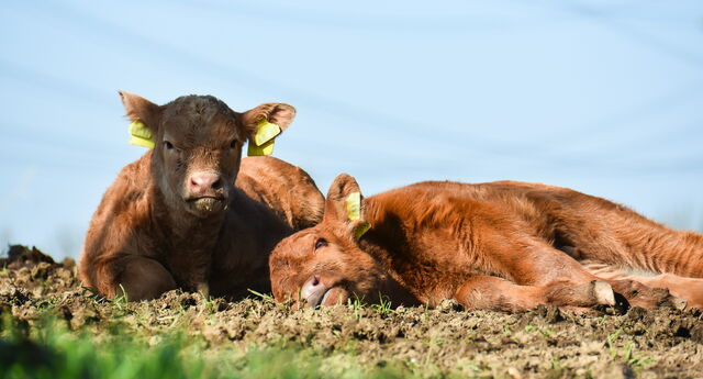 Rinder vom Stolpener Landhof