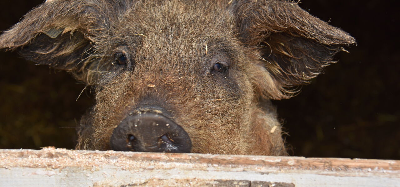 Wollschweine vom Stolpener Landhof