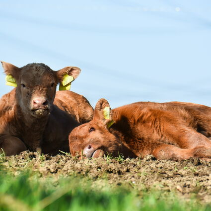 Rinder vom Stolpener Landhof