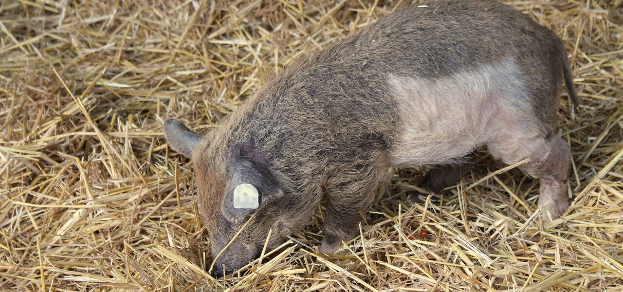 Wollschweine vom Stolpener Landhof