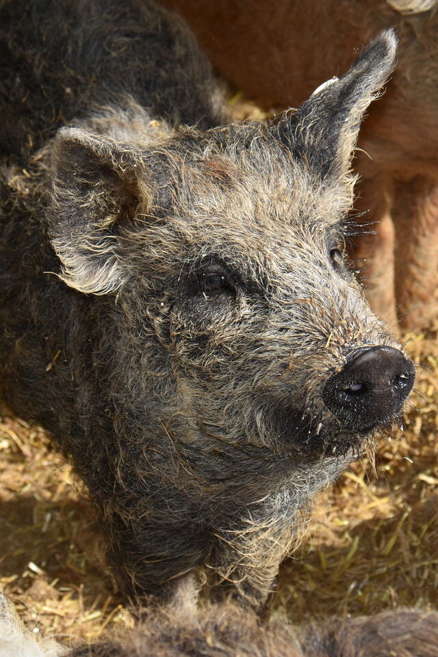 Wollschweine vom Stolpener Landhof