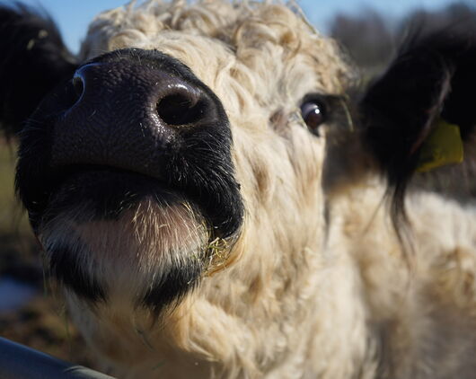 Galloway-Nachwuchs auf dem Landhof